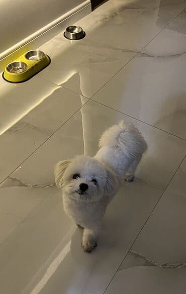 мальтийская болонка баку: Мальтийская болонка, 2 года, Самец, Для вязки, Бесплатная доставка — 3