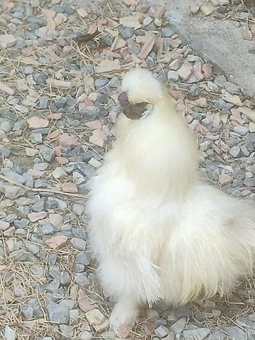 Kənd təsərrüfatı quşları: Temiz qan xoruz ponpon toyuq cavan xoruzudur sonu 30 manata ünvan — 1