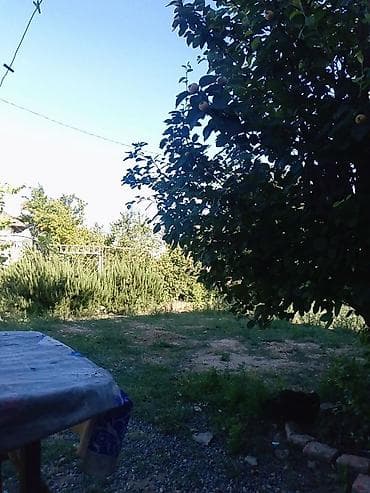 ağaçların dermanlanmasi: Meyvəli həyət sahəsi – bağ üçün ideal - Geniş yaşıllıq zonası, otlaq — 1