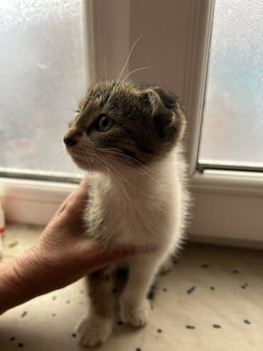 шотландские котята в добрые руки: Шотландская, Самка, В добрые руки, Платная доставка — 3