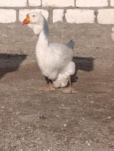 Gəmiricilər: Dişi, | Xolmogor, Damazlıq, Ödənişli çatdırılma — 1
