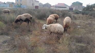cins ineklerin satisi: Quzu iki dişi quzudu türk sortu qara gozderdendi biri 250 AZN — 2