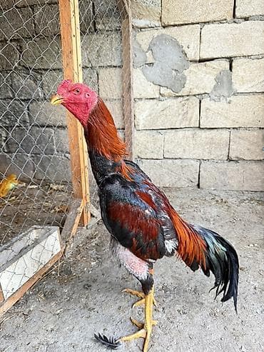 ağdam xoruz: Məhsul: Uzunboynuzlu, iri gövdəli xoruz (ehtimalən Asil/Hint qanlı — 4