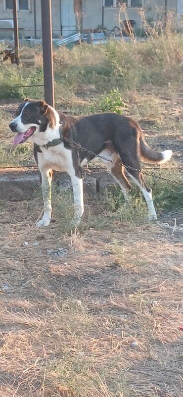 pitbul itləri: Qurdbasar, 1 il, Erkek, Peyvəndli, Rayonlara çatdırılma — 4