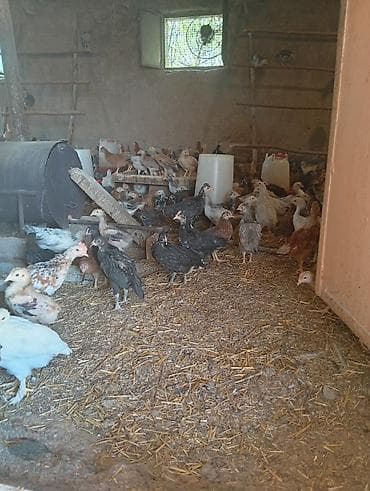 xoruzun nece rengi var: Toyuq cücələri, Ətlik — 6