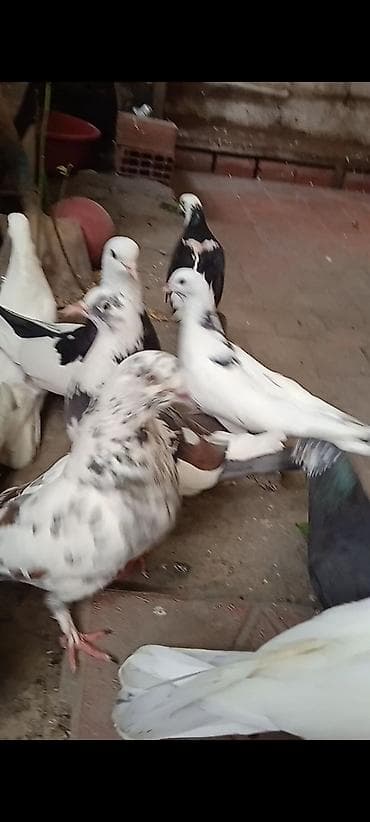 goyercinler: Salam göyərçinlər satılır cutdu göy çil mayadi,qara cilbas — 7