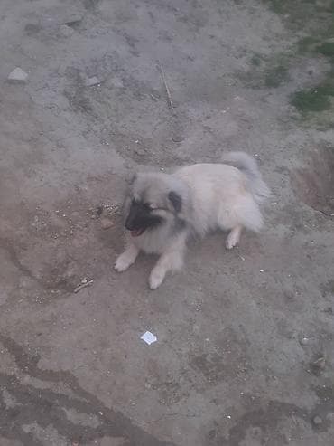 İt – tüklü, iri ölçülü gözətçi tipli - Cins: iri, tüklü, qara-qumral — 2