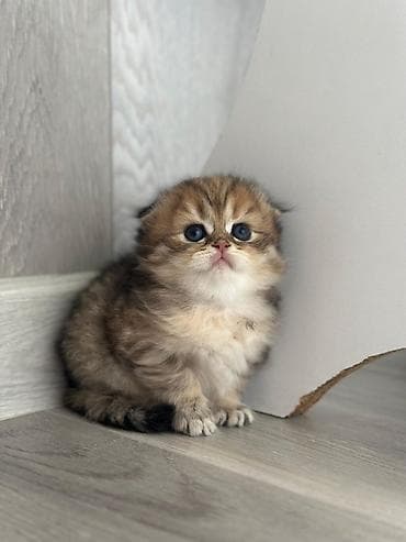 Yumşaq tüklü, qızılı-qəhvəyi rəng çalarlarında balaca pişik balası — 10
