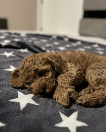 baskervillerin iti: Pudel, 3 ay, Dişi, Ünvandan götürmə, Ödənişli çatdırılma — 2