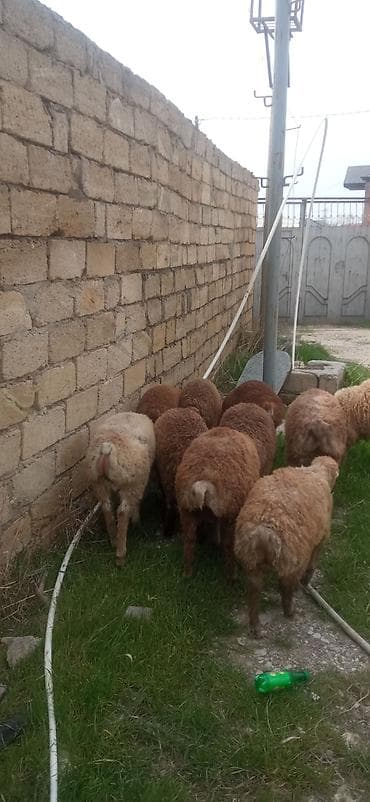 ag at satilir: 12 kilodan 15 kiloyacan var razılaşmaq olar — 2