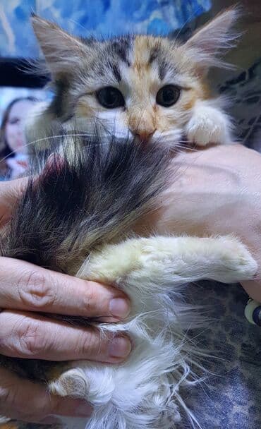 Pişiklər: Norveç, Yaxşı əllərə, Ünvandan götürmə — 5