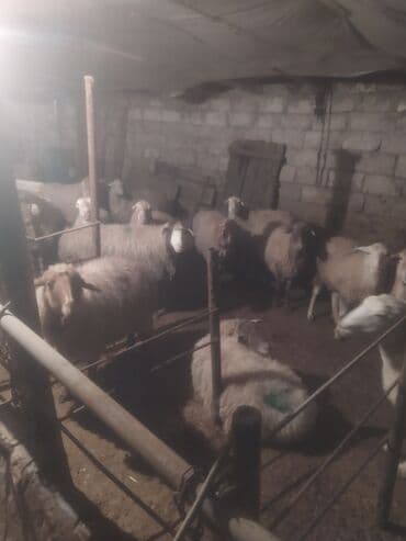 qoyun bazari: Qoyun sürüsü satılır - Növ: yerli qarışıq (ağ və qəhvəyi rəngli, uzun — 5