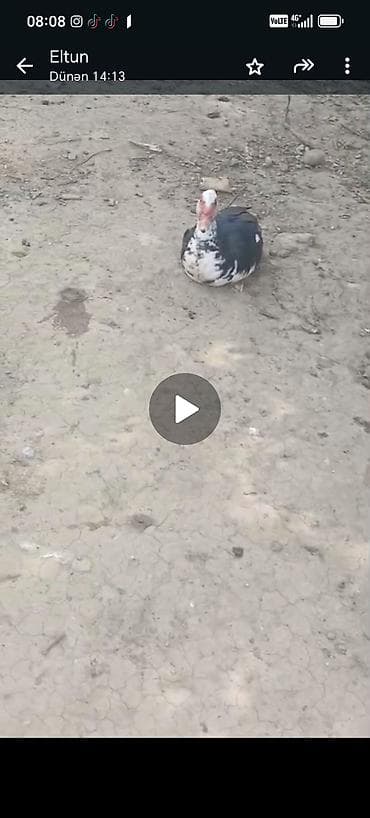 mal bazari 2020: 1erkek 1dişi qaz 1eded 30m son qiymet. 7dişi 1xoruz lal ördek. Erkek — 4