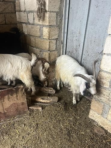 keci: Hələplə Alpinin qarışığıdı hər biri cins keçilərdi təcili satılır — 8