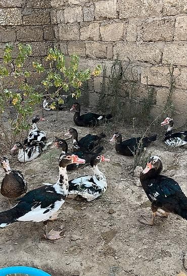 kuban ordeyi: Ətlik lal ördey balaları üç ay yarimliq heyvanlardı. Real alclar — 1