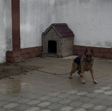 cane corso qiymeti: Alman çoban iti, 2 il, Erkek, Sənədli — 3