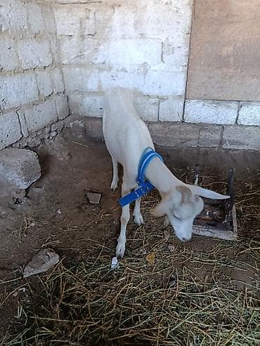 Dişi saneen çəpişdi 1 qarın əkiz doğub balasiz verirem 2.8 sud — 2