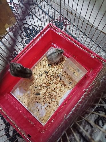 lal ördək satılır: Salam. hamster dişi və erkəy qəfəs ilə birlikdə satılır sağlamdılar — 2