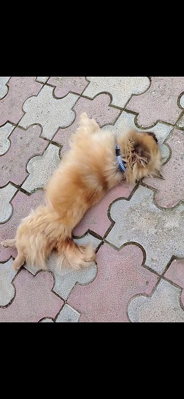 pudel balası: Pekines — 1