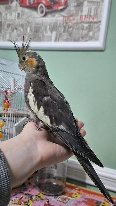 2 aylıq korella dişləmir ev quşdur vitaminləri verilir öyrənməyə