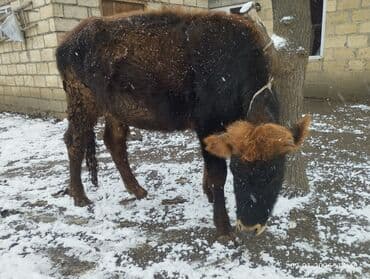 Mərmər effektli PVC panellər: Doğmuyan Dügə 1 aya doğmalıdır sakit sağlam heyvandi istəyən olsa — 2