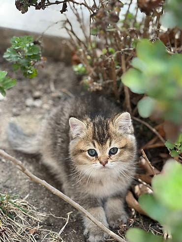 ana bala inək: Britan — 3