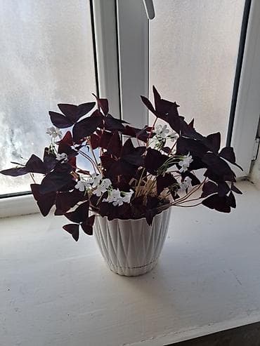 dibçək güllərinin satışı: Ev dibçəyi 100 man — 3