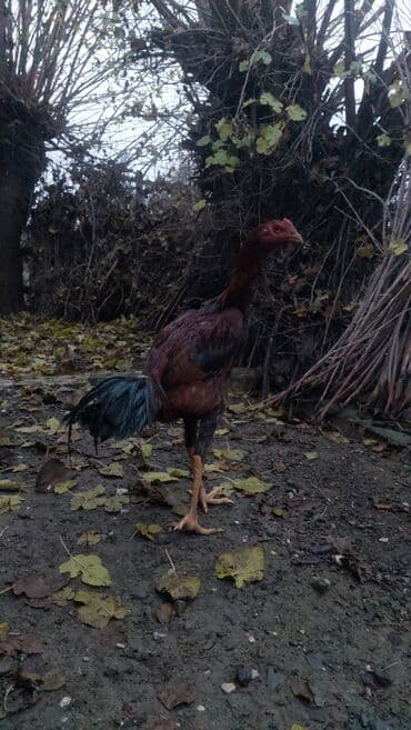 çin aslanı: Xoruz, il: <1, Ödənişli çatdırılma — 3