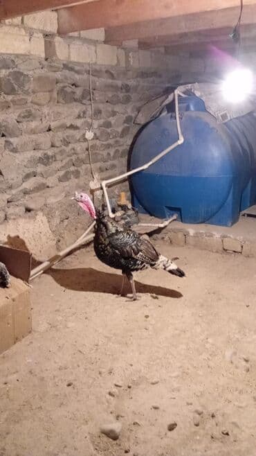 Akvariumlar: Erkək, Damazlıq — 2