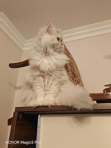 pişik cutləşdirilir: Şinşilla — 4