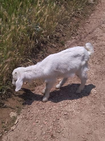 donuz balasi: Dişi, il: 2, Damazlıq, Ünvandan götürmə — 9