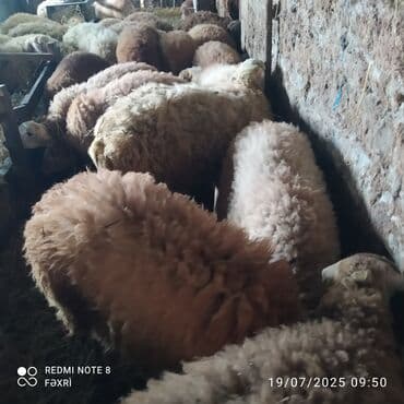 şinşila pişik satılır: Əmlik quzular satılır qiyməti 9.50 qəpik 0505971919 zəng edib ətraflı — 2