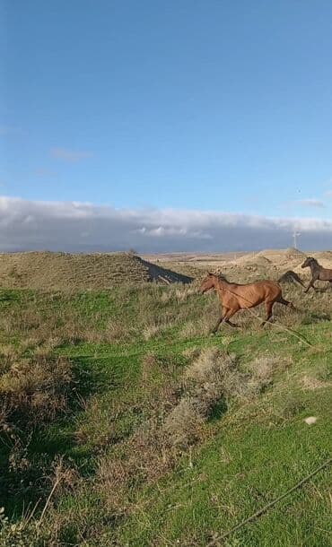 heyvanlara verilen xususi adlar: Satılır: 5 yaşındadı 2 bala verib minik atıdır cəld heyvandı yorğası — 1