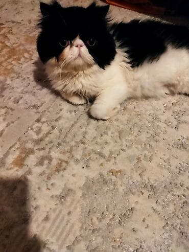 quba heyvanlar: Fars — 3