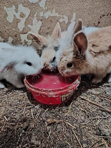 Digər heyvanlar: 5 dənəsi bir yerdə 80 Azn. Tək tək 20 Azn. Ev dovşanları – dekorativ — 7