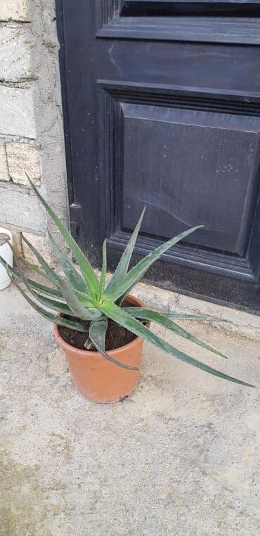 бочка 10 тонн: Müalicəvi Aloe. 7 ildən çox yaşı var.Qatlarindan belli. Uzerinde 3 kq — 3