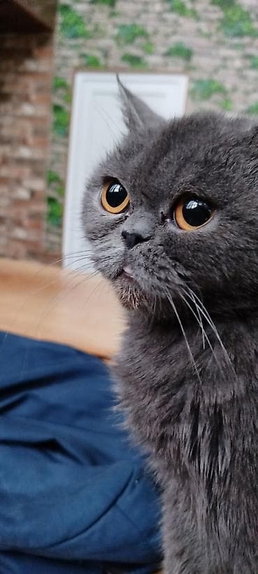 şotland pişiyi pulsuz: Ekzot, Dişi — 4