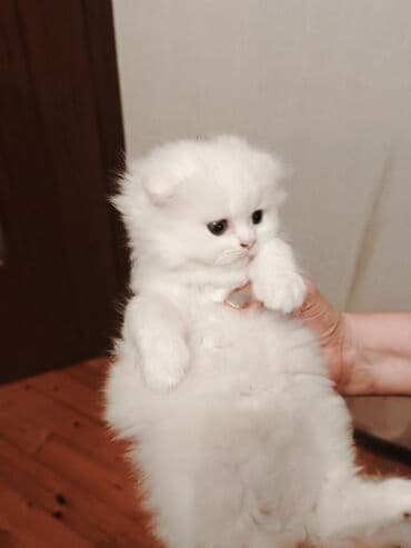 купить британская шиншилла: Шиншилла, Самка — 3