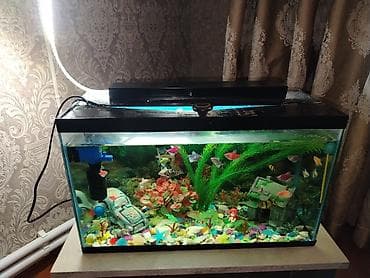 Akvaryum komplekti - Şüşə akvaryum, düzbucaqlı forma, qapaqlı üst