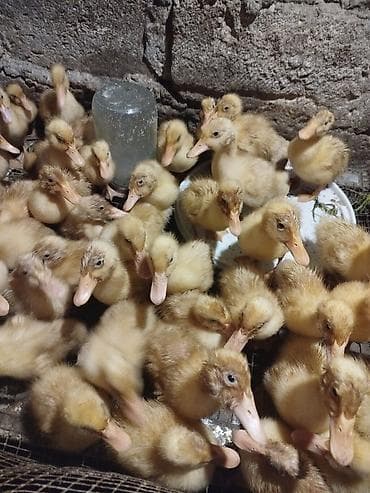 Ördək balaları – sarı tüklü, aktiv və sürətli böyüyən cücələr - Növ