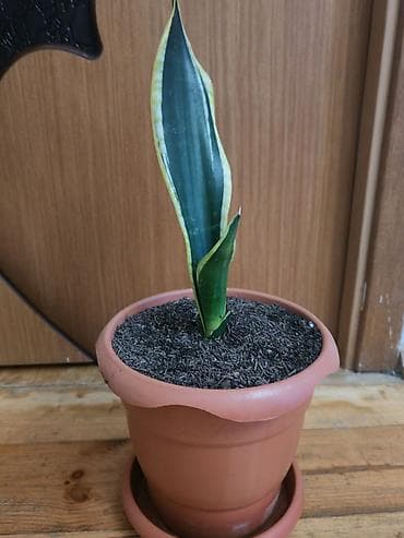 devedabani bitkisi: Sansevieria gülü satılır - Bitki: Sansevieria trifasciata — 2