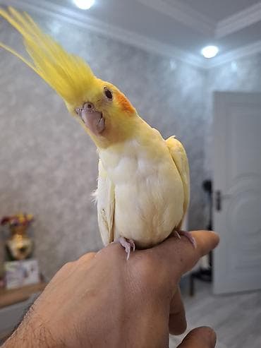 satdig quslar: Salam. sari sirin karella balasi satilir. oz qusumun balasidi — 4