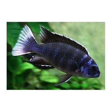 hələb kecilərin qiyməti: Cixlid balığı, Yırtıcı, Ünvandan götürmə, Ödənişli çatdırılma — 3