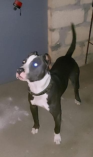 pitbul itləri: Pitbul, Erkek, Peyvəndli — 1