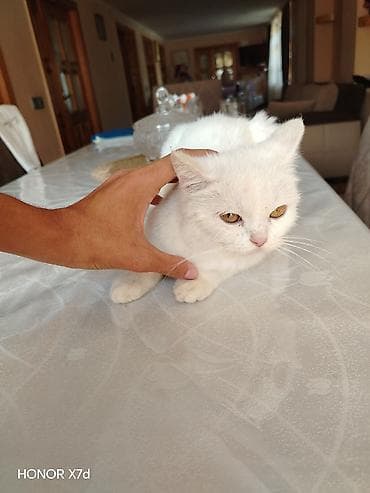 Кошки: Ağ tüklü sarı göz Van Kedisi cinci ev pişiyi - Tam ağ rəngli, yumşaq — 7