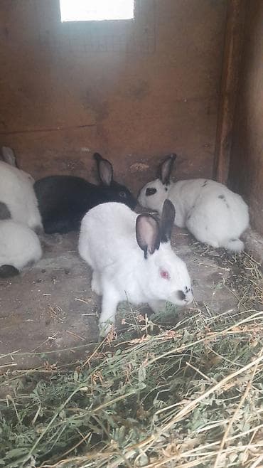 pulsuz heyvanlar verilir: Safqan dovşanlar – ət və damazlıq üçün Məhsul təsviri: - — 3