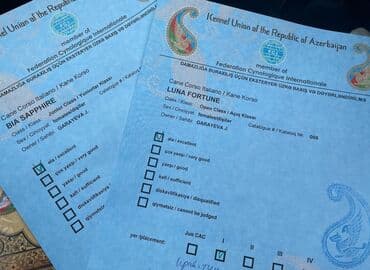 хомяк цены: Кане-корсо, 3 месяца, Самец, С родословной — 7