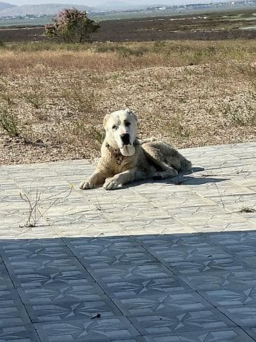 satiliq itler: Dişi — 1