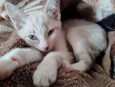 Mavi gözlü, açıq krem rəngli balaca pişik balası. Qısa tüklü, yumşaq