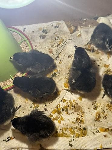 incubator cuceleri: Toyuq, Australorp, Yumurtalıq, Ünvandan götürmə, Ödənişli çatdırılma — 4